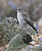 Muscisaxicola alpinus