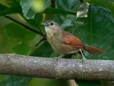 Synallaxis gujanensis