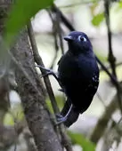 Myrmelastes hyperythrus