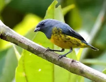 Euphonia plumbea