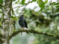 Cryptoleucopteryx plumbea