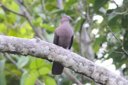 Patagioenas plumbea