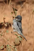 Sporophila plumbea