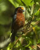 Catamblyrhynchus diadema