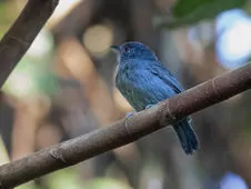 Thamnophilus schistaceus