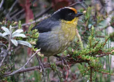 Atlapetes pallidinucha