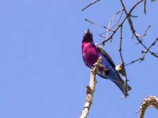 Cotinga cotinga