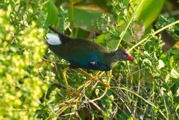 Porphyrio martinica