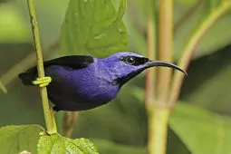 Cyanerpes caeruleus