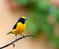 Euphonia chlorotica