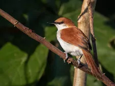 Certhiaxis mustelinus