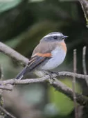 Ochthoeca rufipectoralis