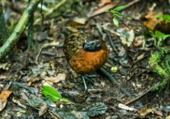 Odontophorus speciosus
