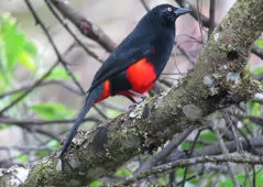 Hypopyrrhus pyrohypogaster