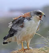 Geranoaetus polyosoma