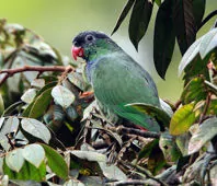 Pionus sordidus