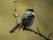 Ampelion rubrocristatus