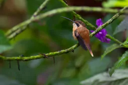 Phaethornis ruber