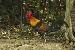 Gallus gallus (Domestic type)