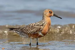 Calidris canutus