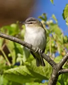 Vireo olivaceus/chivi