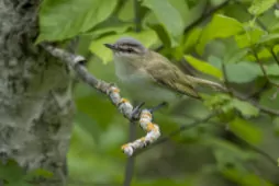 Vireo olivaceus