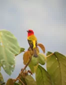 Piranga rubriceps