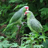 Amazona autumnalis