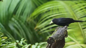 Cacicus haemorrhous