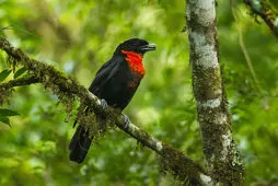Pyroderus scutatus