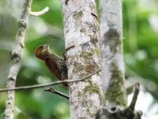 Dryobates affinis