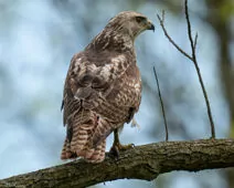 Buteo jamaicensis