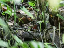 Odontophorus erythrops
