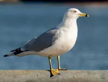 Larus delawarensis