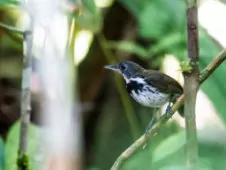 Corythopis torquatus