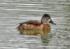 Aythya collaris