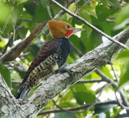 Celeus torquatus