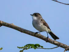 Serpophaga hypoleuca