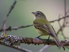 Phyllomyias burmeisteri