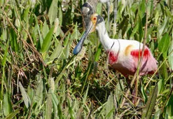 Platalea ajaja