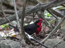 Rhodinocichla rosea