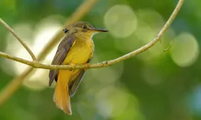 Onychorhynchus coronatus