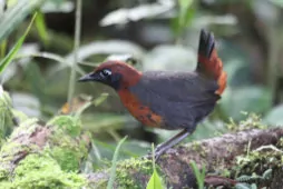 Formicarius rufipectus
