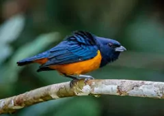 Euphonia rufiventris