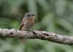 Nonnula rubecula