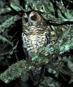 Ciccaba albitarsis