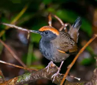 Formicarius colma