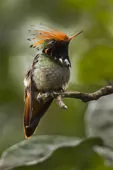 Lophornis delattrei