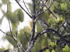 Elaenia ruficeps
