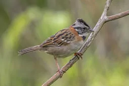 Zonotrichia capensis